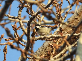 2024年4月6日(土) 中島公園の野鳥観察記録