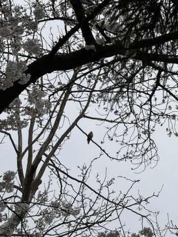 2024年4月6日(土) MFχ(23区西部)の野鳥観察記録