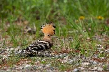 Eurasian Hoopoe Unknown Spots Mon, 4/1/2024