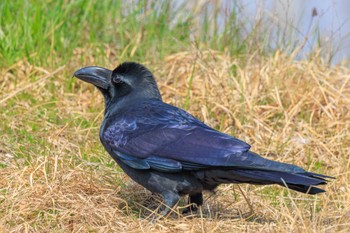 Large-billed Crow Akashi Park Mon, 3/4/2024