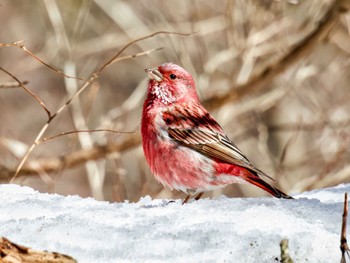 Pallas's Rosefinch Saitama Prefecture Forest Park Thu, 3/14/2024