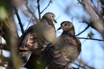 Oriental Turtle Dove 愛媛県新居浜市 Mon, 4/1/2024