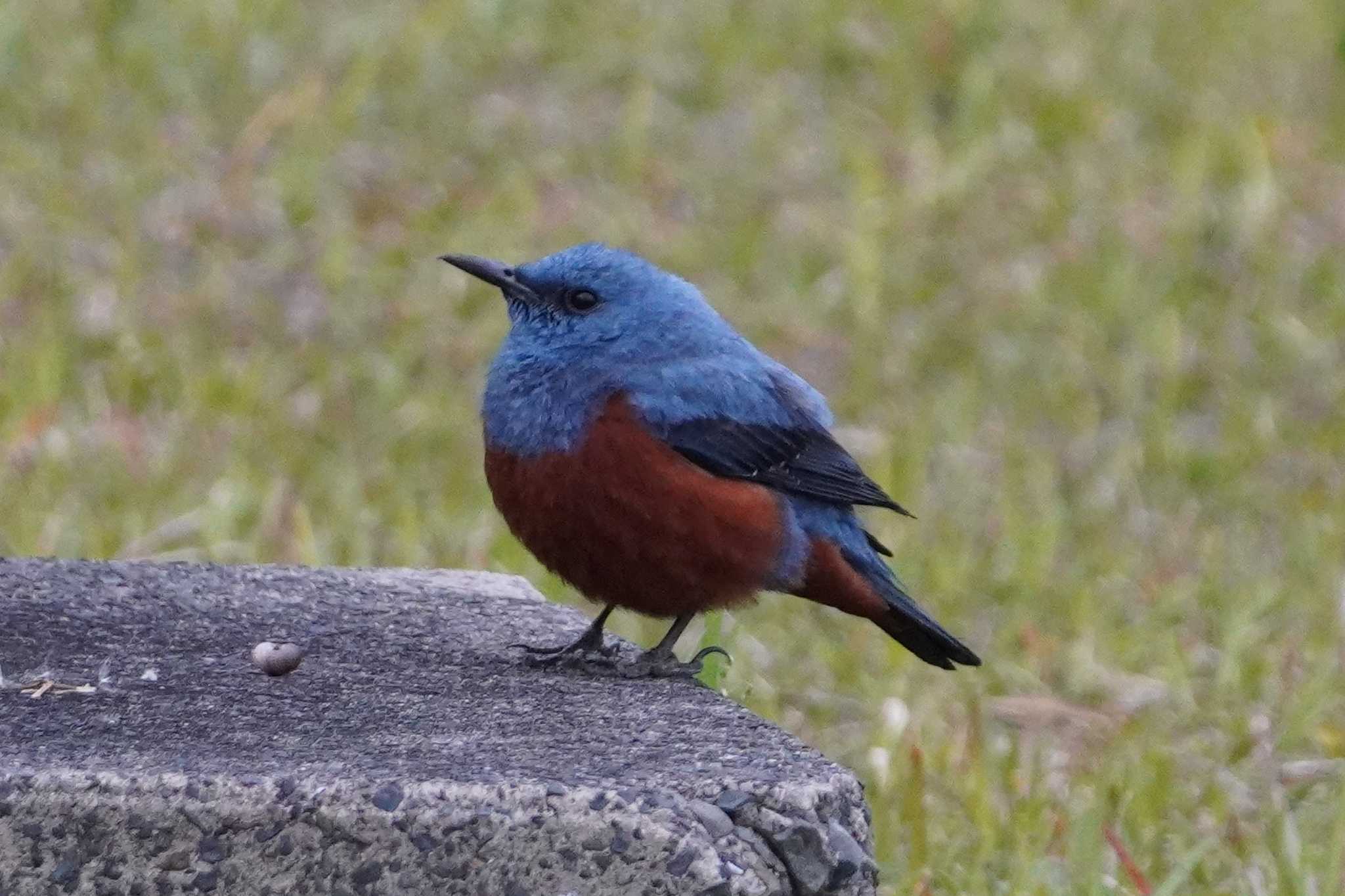 Blue Rock Thrush