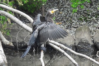 カワウ 航空公園 2024年4月6日(土)