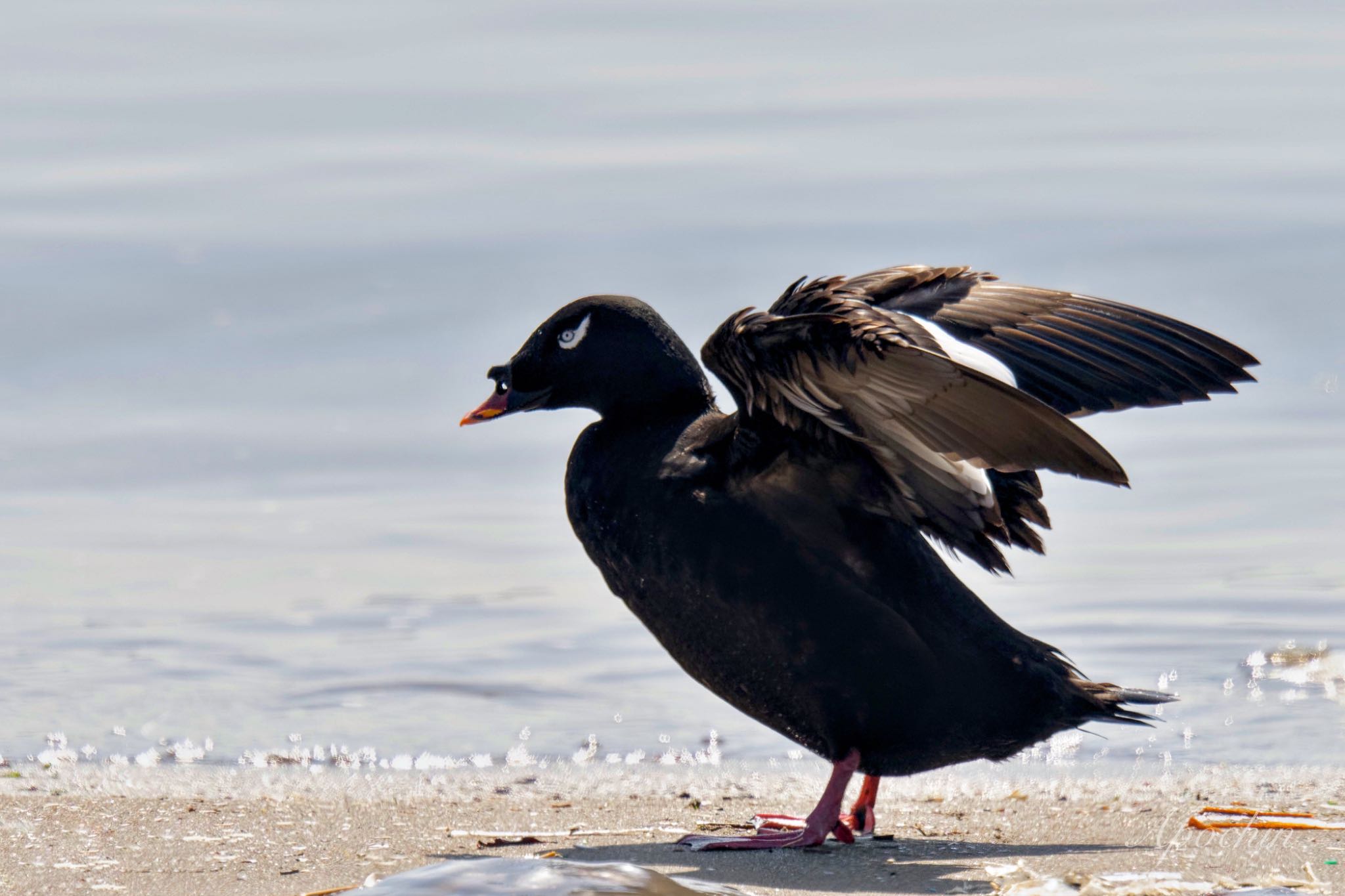 White-winged Scoter