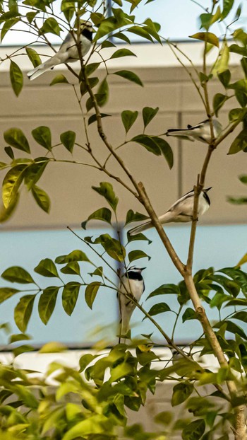 White Wagtail 近江八幡駅 Fri, 4/5/2024