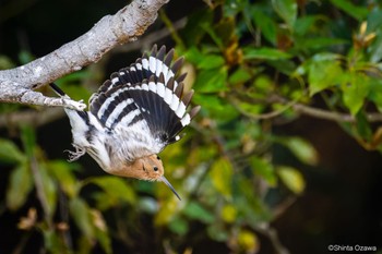 Eurasian Hoopoe 神奈川県 Mon, 4/1/2024