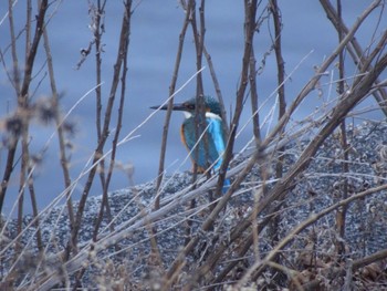 Common Kingfisher 大栗川(多摩川合流地点) Sun, 1/28/2024