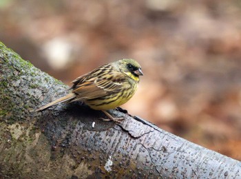 Masked Bunting 洞峰公園 Sat, 4/6/2024