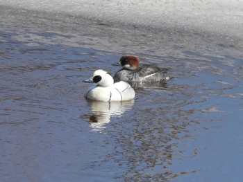 ミコアイサ 札幌モエレ沼公園 2024年4月5日(金)