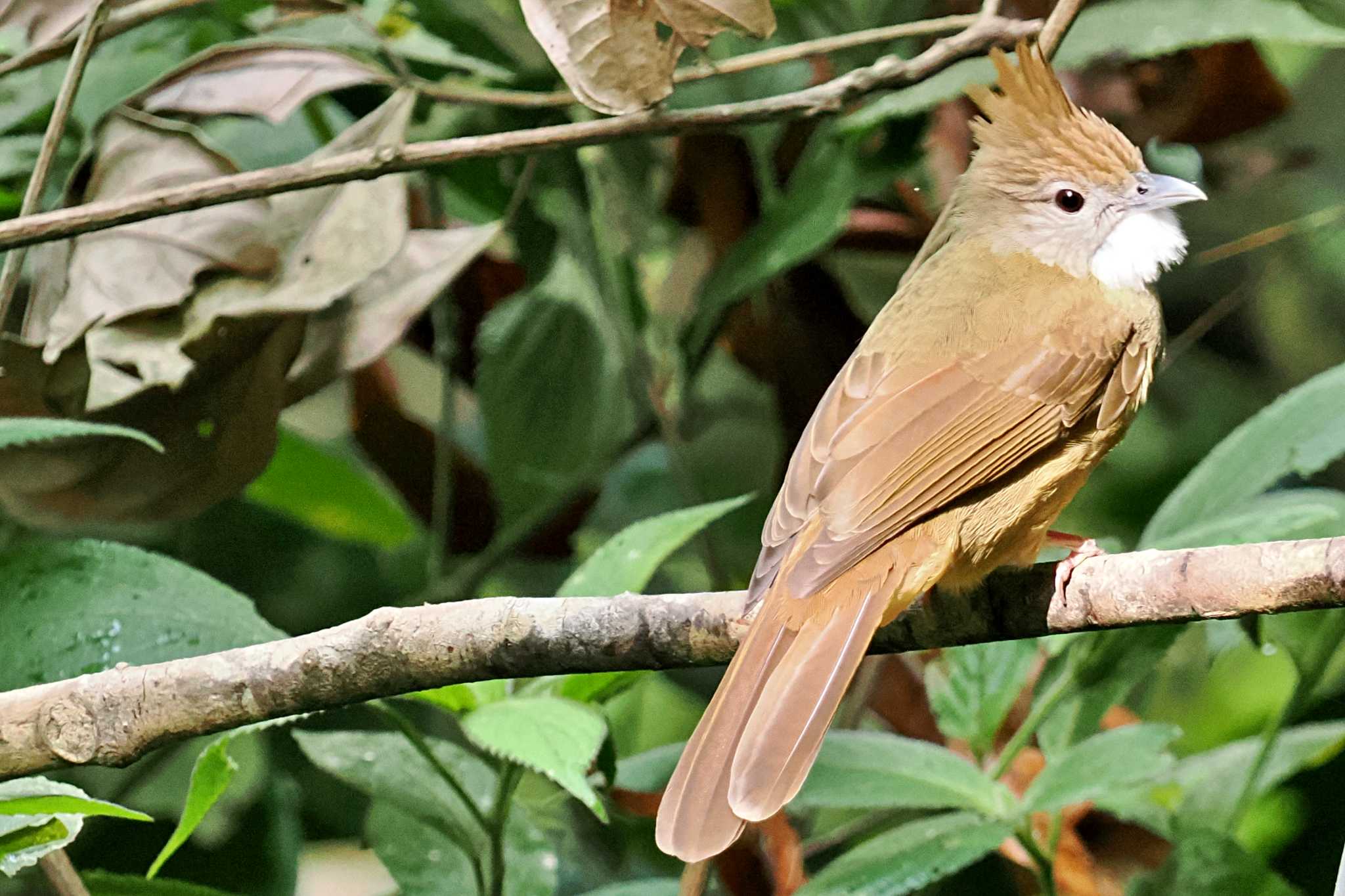 Photo of Puff-throated Bulbul at ベトナム by 藤原奏冥