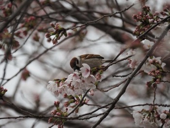 Eurasian Tree Sparrow 宇都宮市 Sat, 4/6/2024