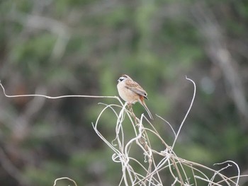 Meadow Bunting 宇都宮市 Sat, 4/6/2024