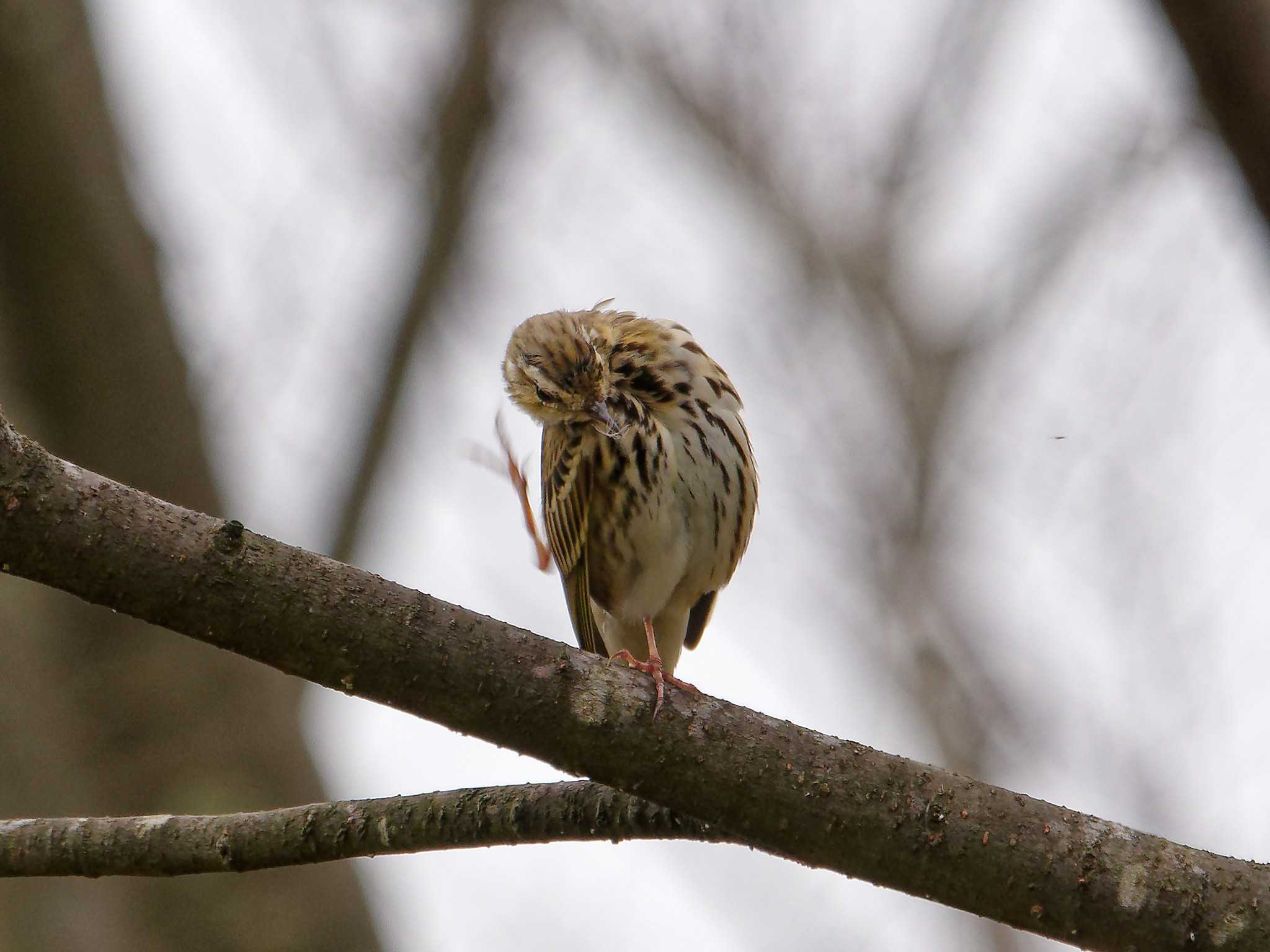 Photo of Olive-backed Pipit at 横浜市立金沢自然公園 by しおまつ