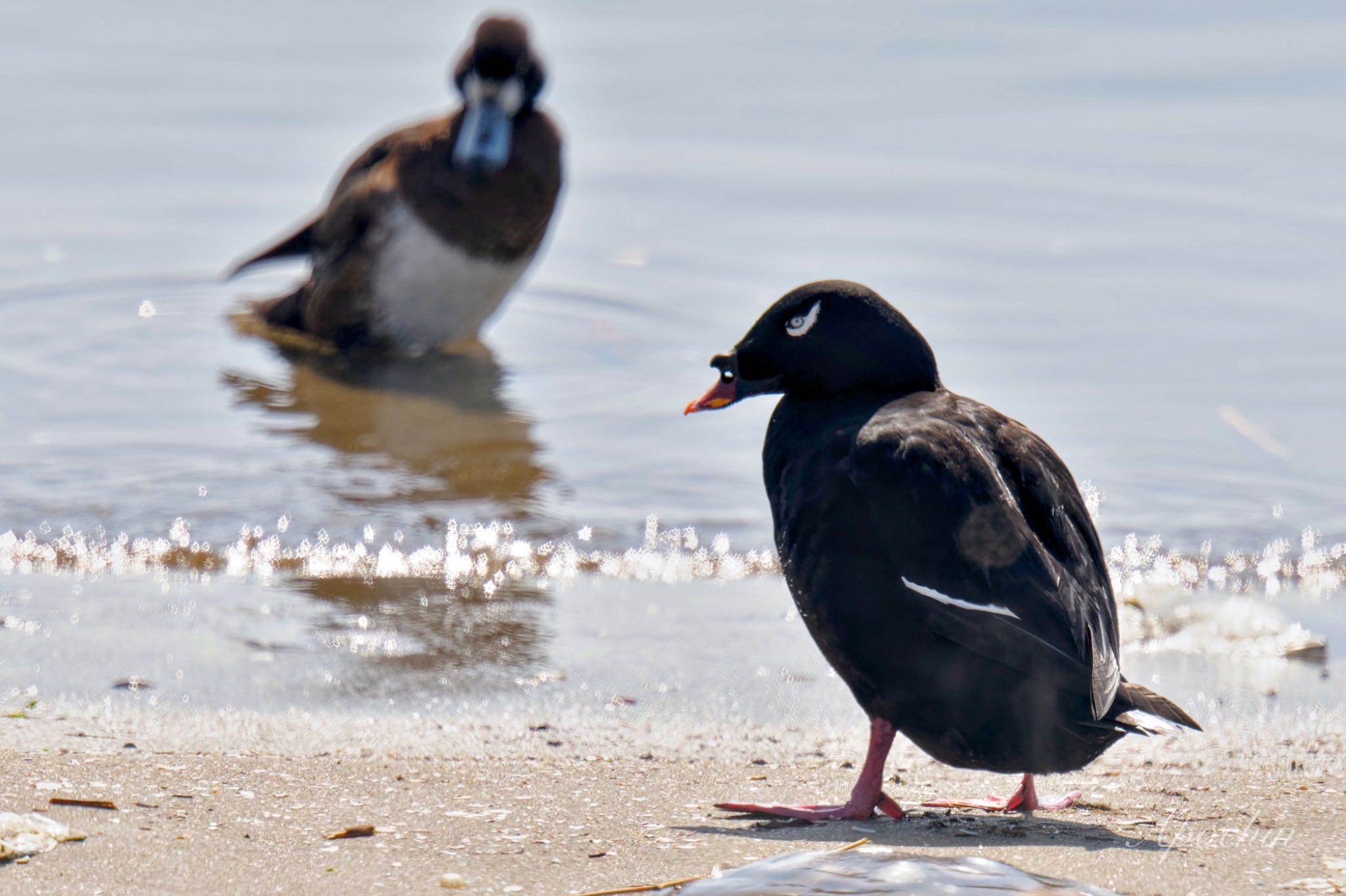 White-winged Scoter