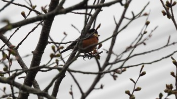 Varied Tit Unknown Spots Sat, 4/6/2024