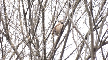 Hawfinch Unknown Spots Sat, 4/6/2024