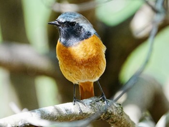 Daurian Redstart 柏市水生水辺公園 Mon, 4/1/2024