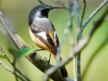 Daurian Redstart 柏市水生水辺公園 Mon, 4/1/2024