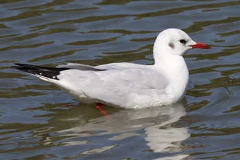 ユリカモメ 明石公園 2024年3月3日(日)