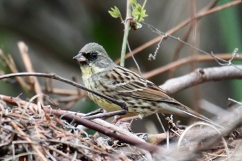 Masked Bunting 恩田川(小山町付近) Thu, 4/4/2024