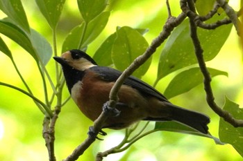 Varied Tit(amamii) Amami Nature Observation Forest Sat, 3/23/2024