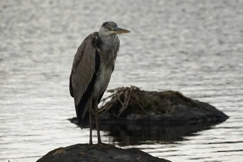 Grey Heron 江津湖 Thu, 4/4/2024