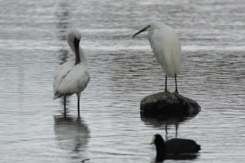 Eurasian Spoonbill 江津湖 Thu, 4/4/2024