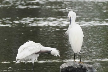 ヘラサギ 江津湖 2024年4月4日(木)