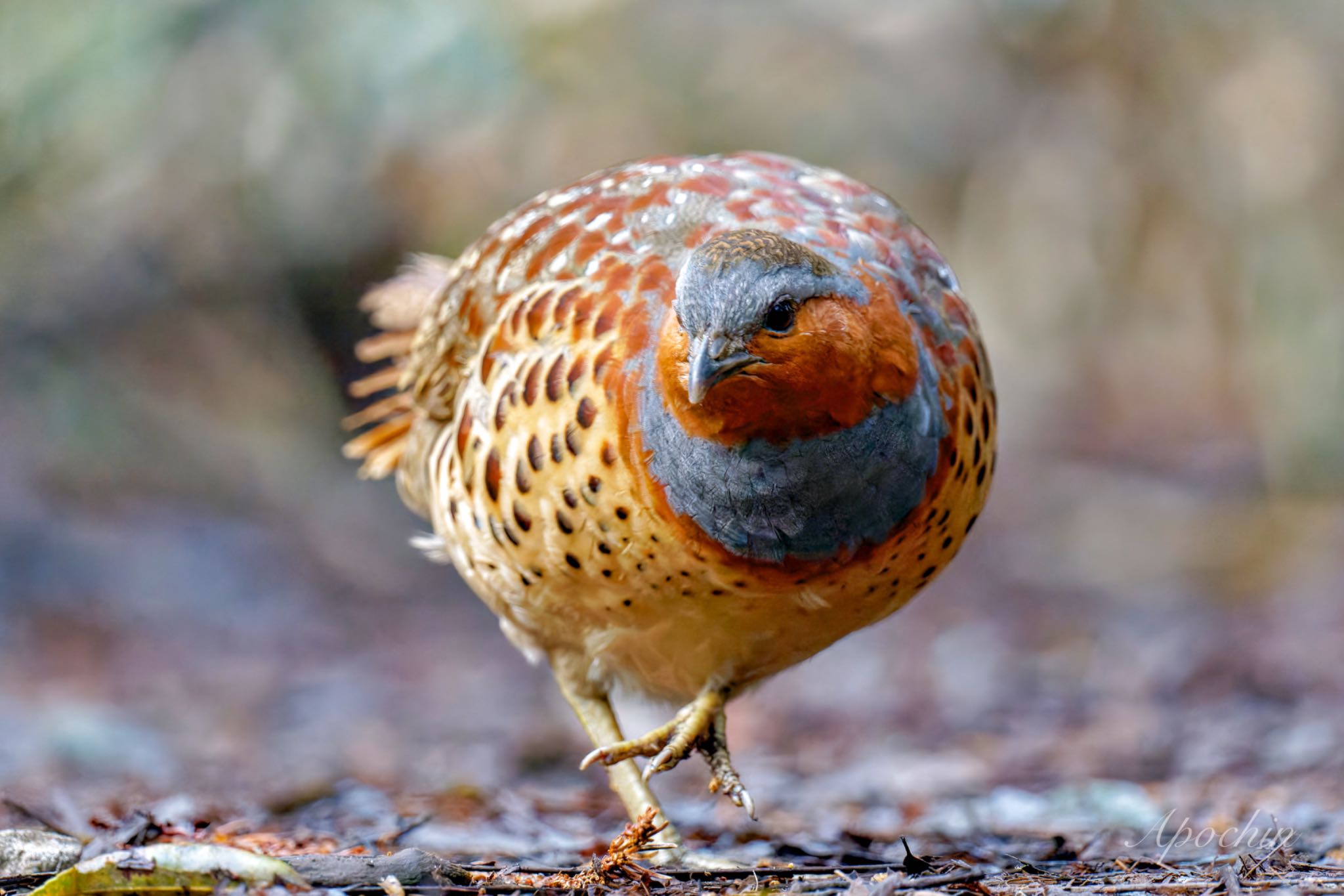 Chinese Bamboo Partridge