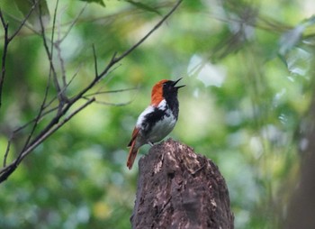 Ryukyu Robin Amami Nature Observation Forest Sat, 4/6/2024