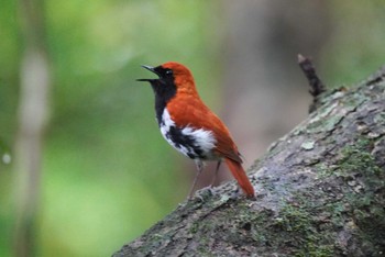 Ryukyu Robin Amami Nature Observation Forest Sat, 4/6/2024