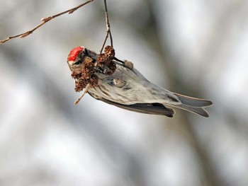 Common Redpoll 泉ヶ岳 Mon, 2/26/2024