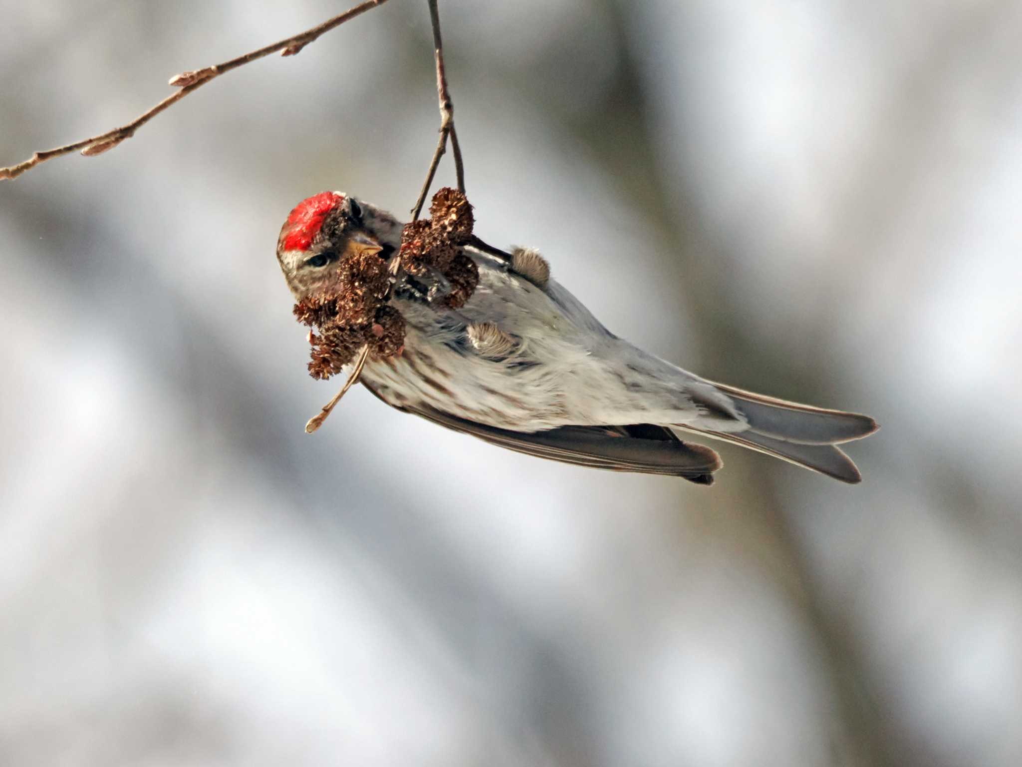Photo of Common Redpoll at 泉ヶ岳 by ぴーさん