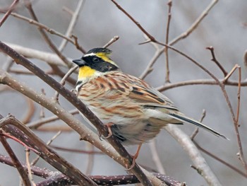 Yellow-throated Bunting 泉ヶ岳 Mon, 3/25/2024