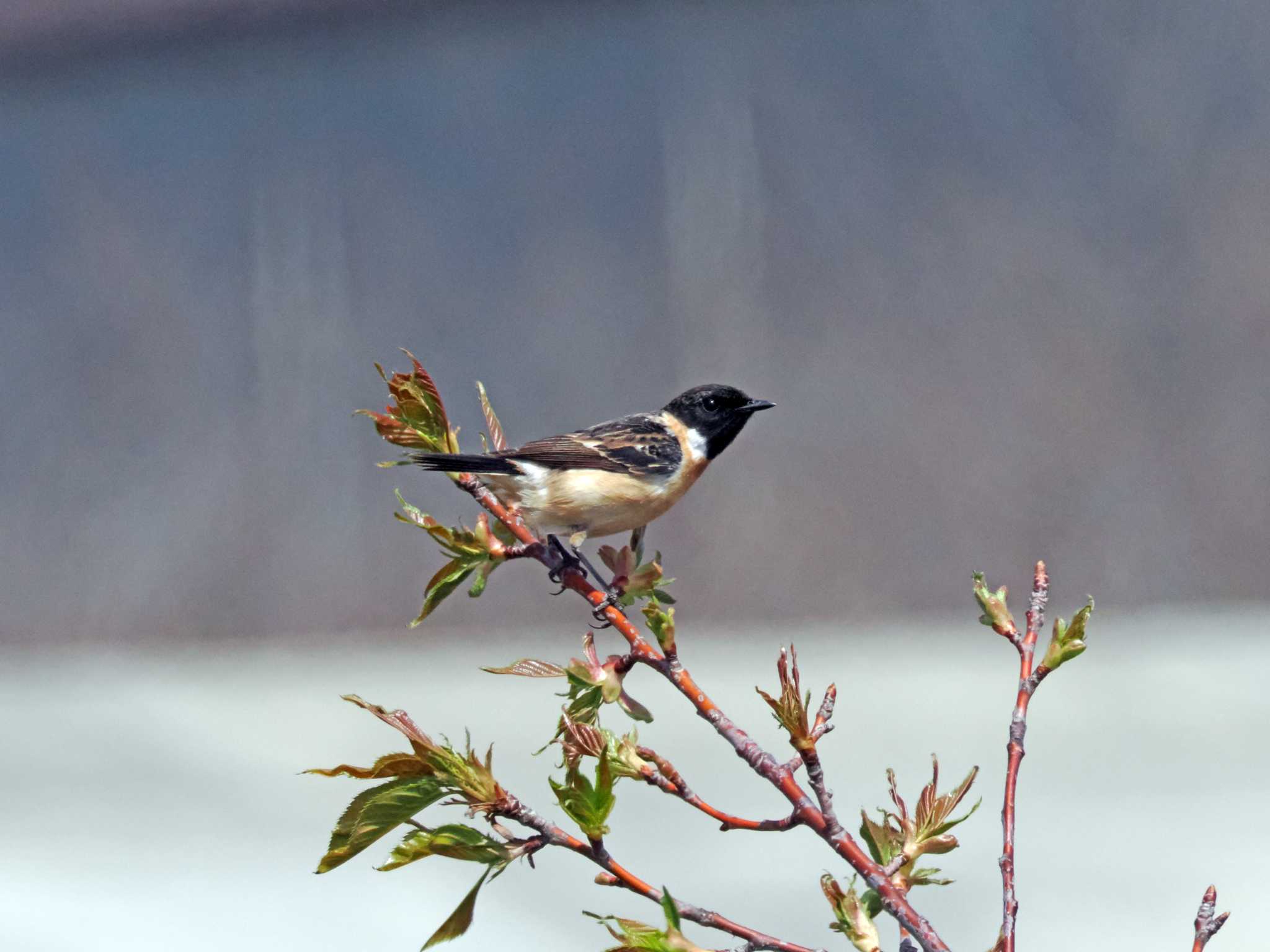 Photo of Amur Stonechat at 蒲生干潟(仙台市) by ぴーさん