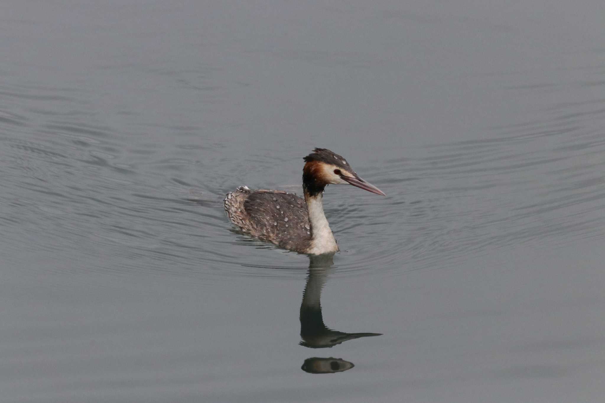 Great Crested Grebe