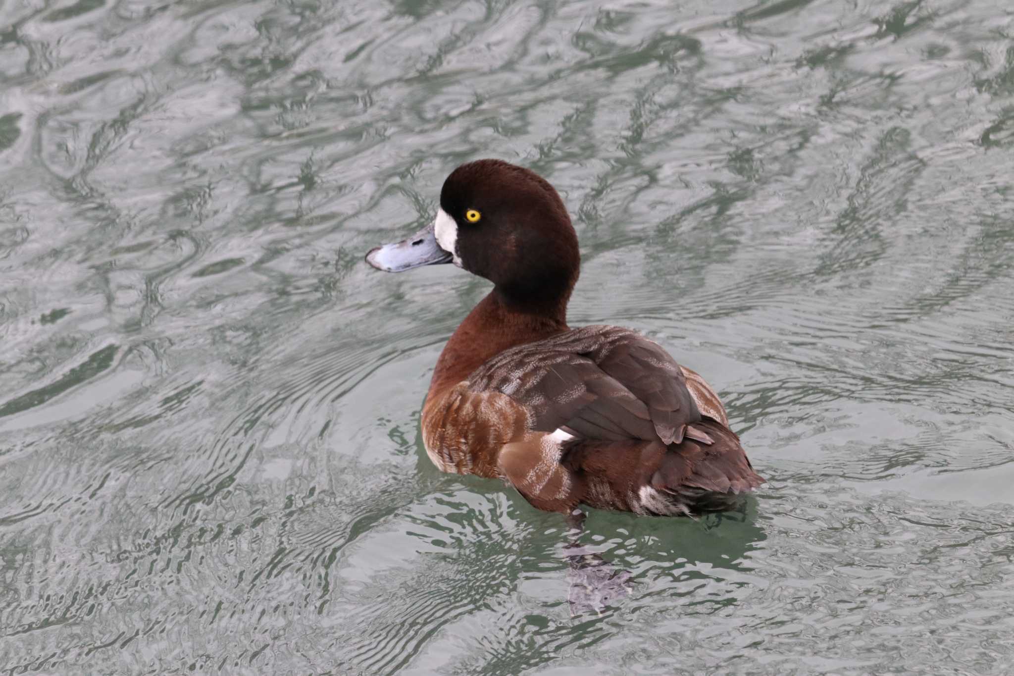 Greater Scaup