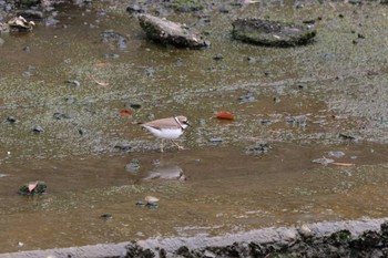 2024年4月6日(土) 香澄公園の野鳥観察記録