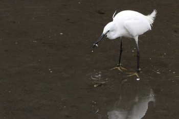 コサギ 香澄公園 2024年4月6日(土)