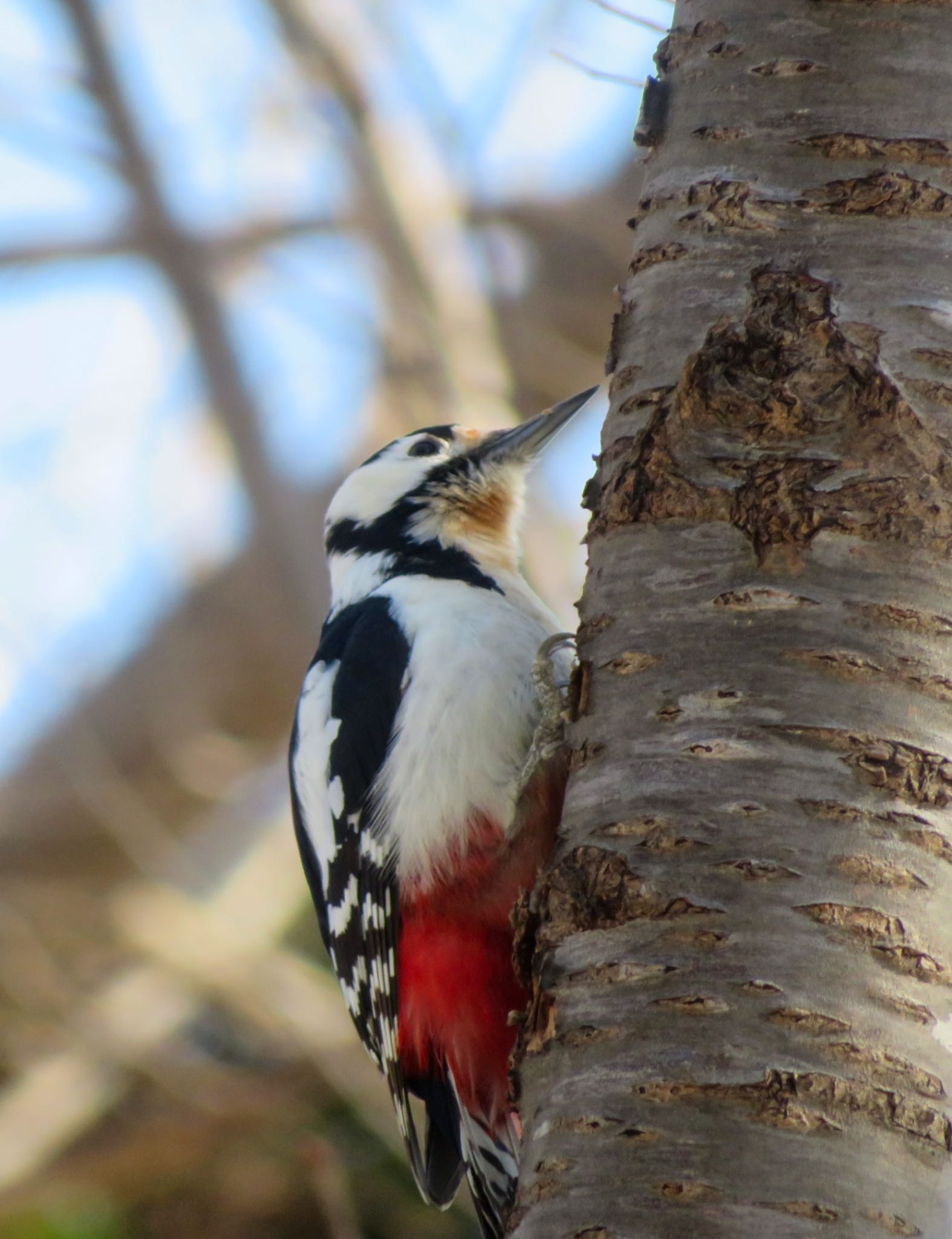 Photo of Great Spotted Woodpecker(japonicus) at Maruyama Park by xuuhiro