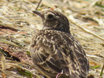 Eurasian Skylark 豊平川 Sat, 4/6/2024