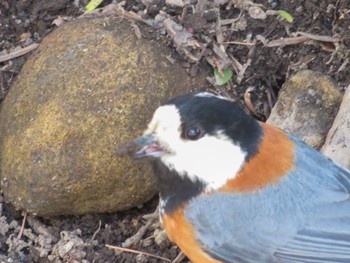 Varied Tit Maruyama Park Sat, 4/6/2024