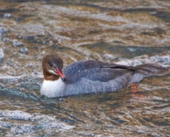 Common Merganser 真駒内川 Sat, 4/6/2024