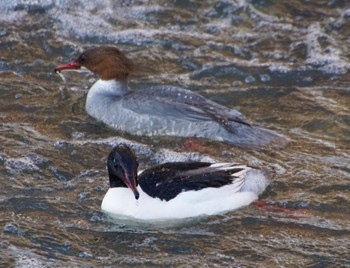 Common Merganser 真駒内川 Sat, 4/6/2024