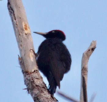 Black Woodpecker Makomanai Park Sat, 4/6/2024