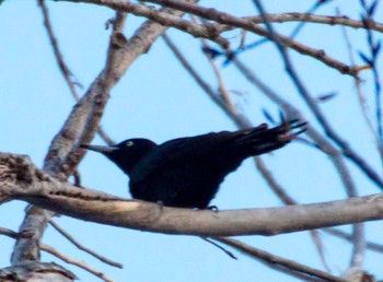 Black Woodpecker Makomanai Park Sat, 4/6/2024