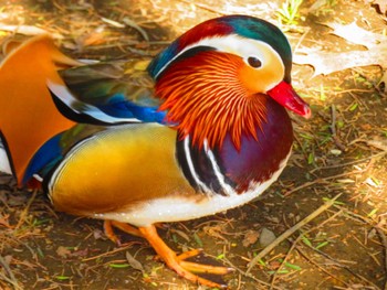 Mandarin Duck Maruyama Park Sat, 4/6/2024