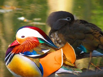 Mandarin Duck Maruyama Park Sat, 4/6/2024