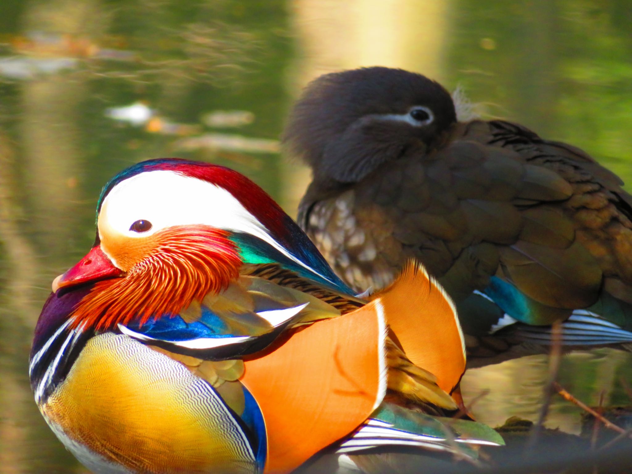 Photo of Mandarin Duck at Maruyama Park by xuuhiro